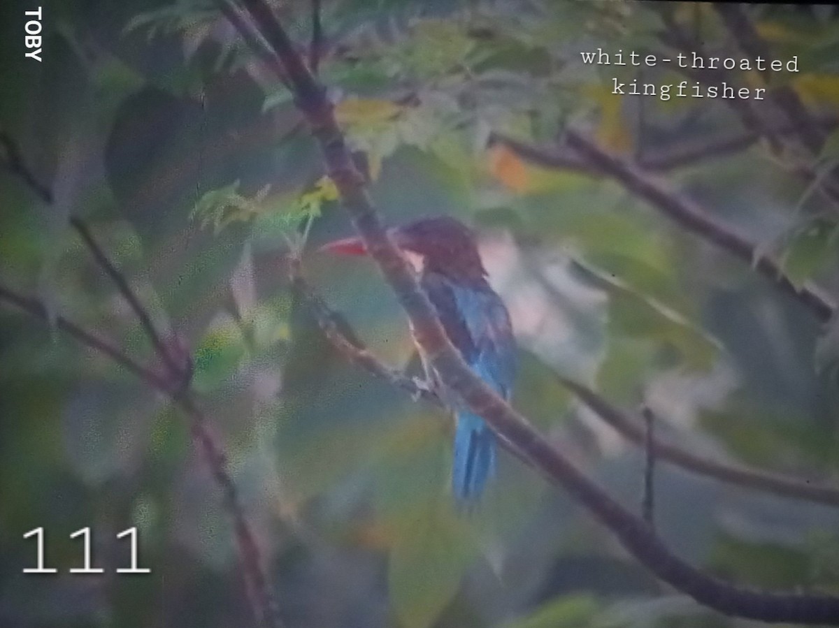 White-throated Kingfisher - Trung Buithanh