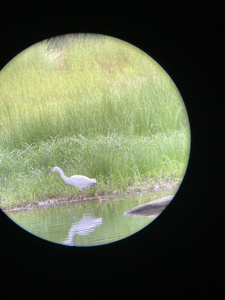 Snowy Egret - ML624215085