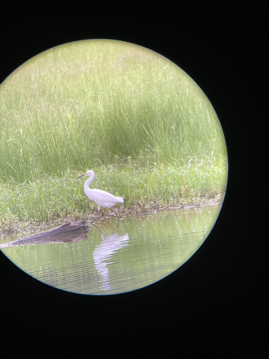 Snowy Egret - ML624215086