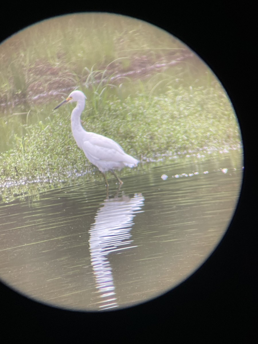 Snowy Egret - Krishna Trinadha