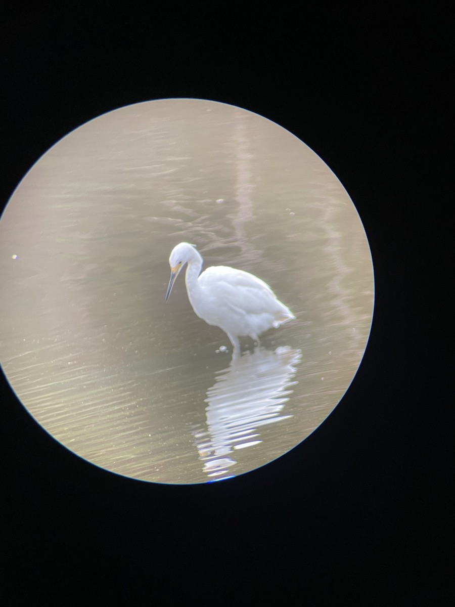 Snowy Egret - ML624215088