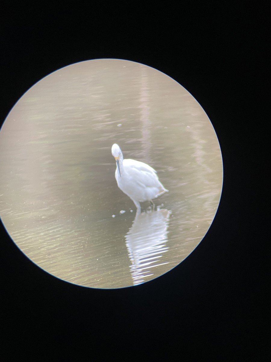 Snowy Egret - ML624215089