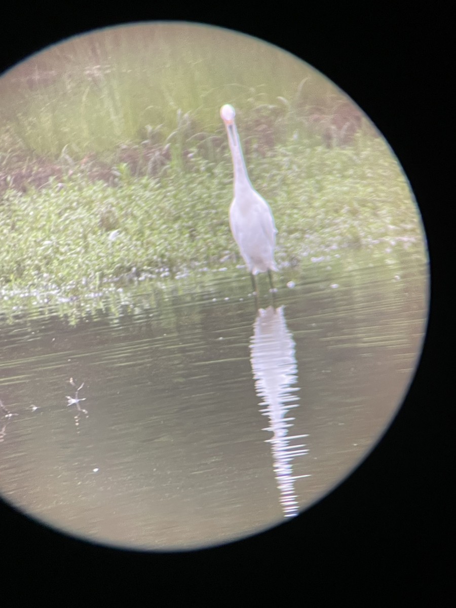 Snowy Egret - ML624215090