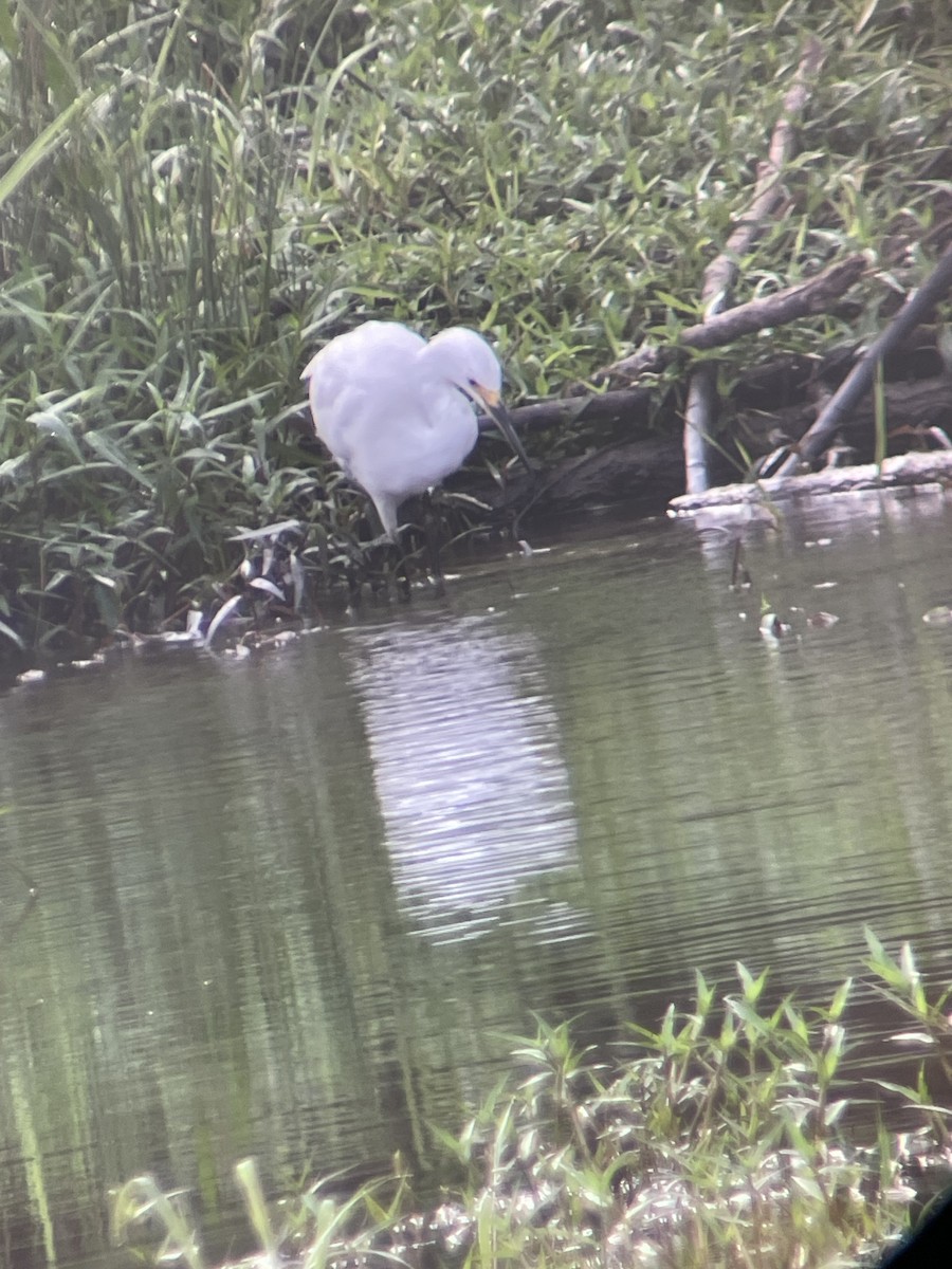 Snowy Egret - ML624215091