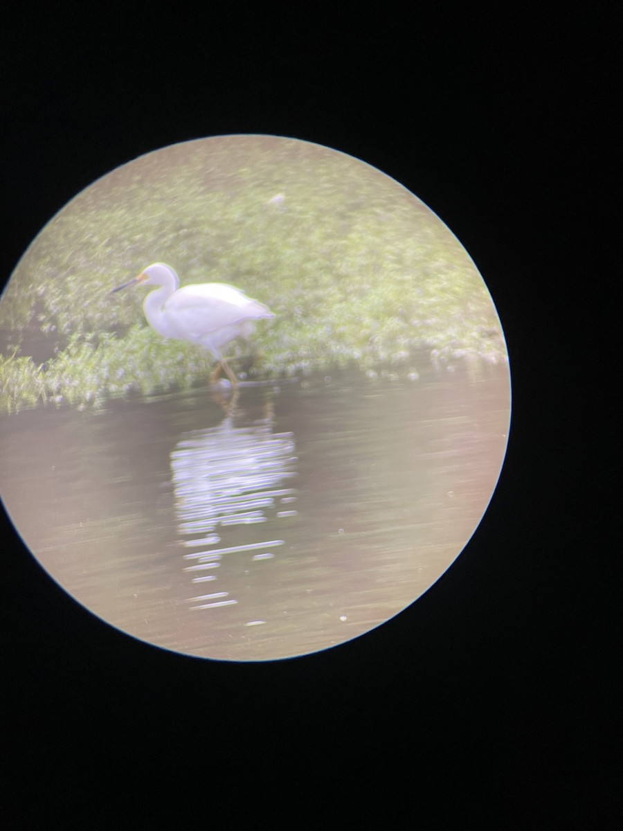 Snowy Egret - ML624215092