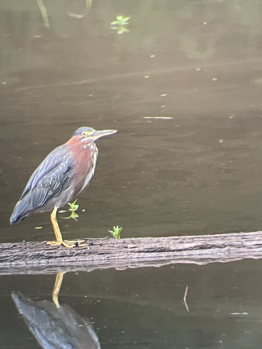 Green Heron - ML624215102