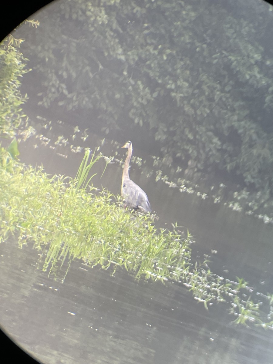 Great Blue Heron - ML624215111