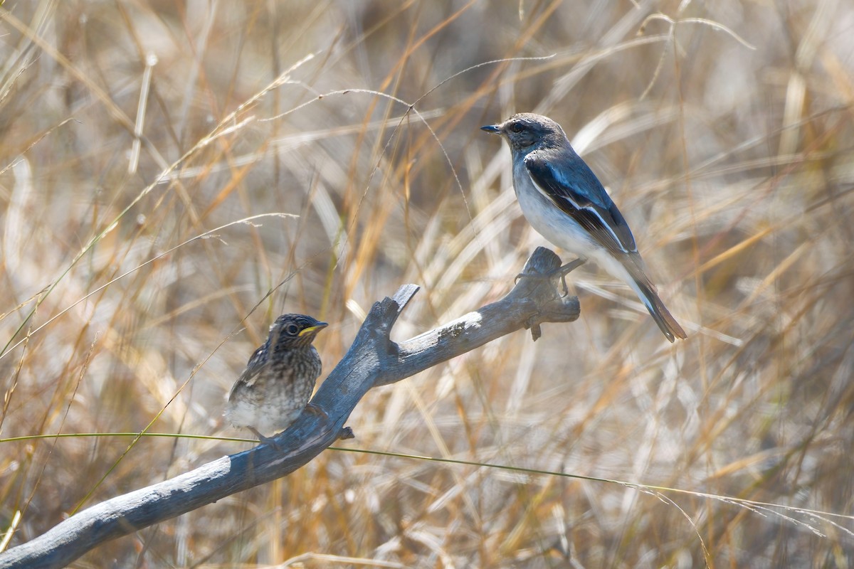 Hooded Robin - ML624215119