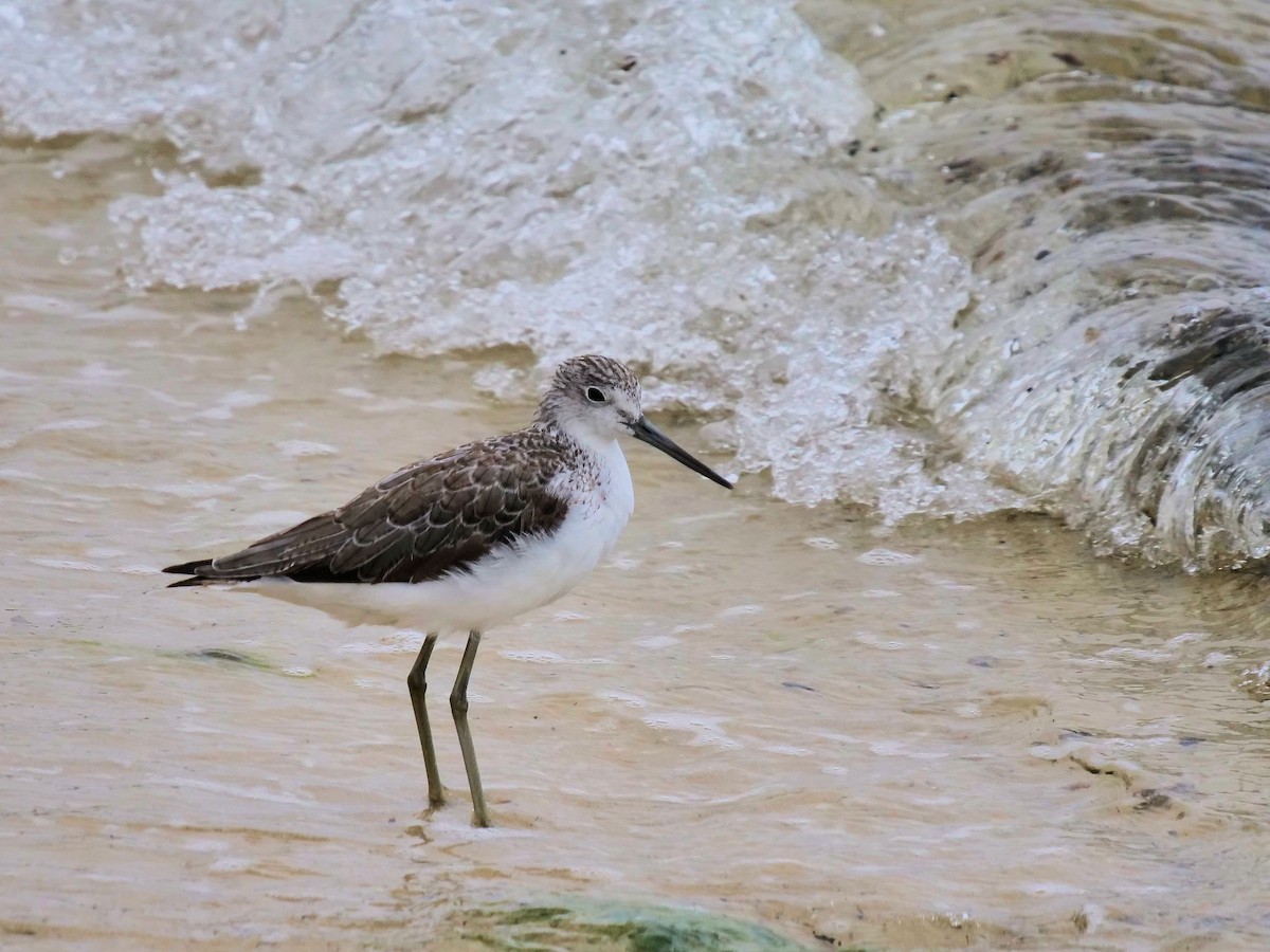 Common Greenshank - ML624215123