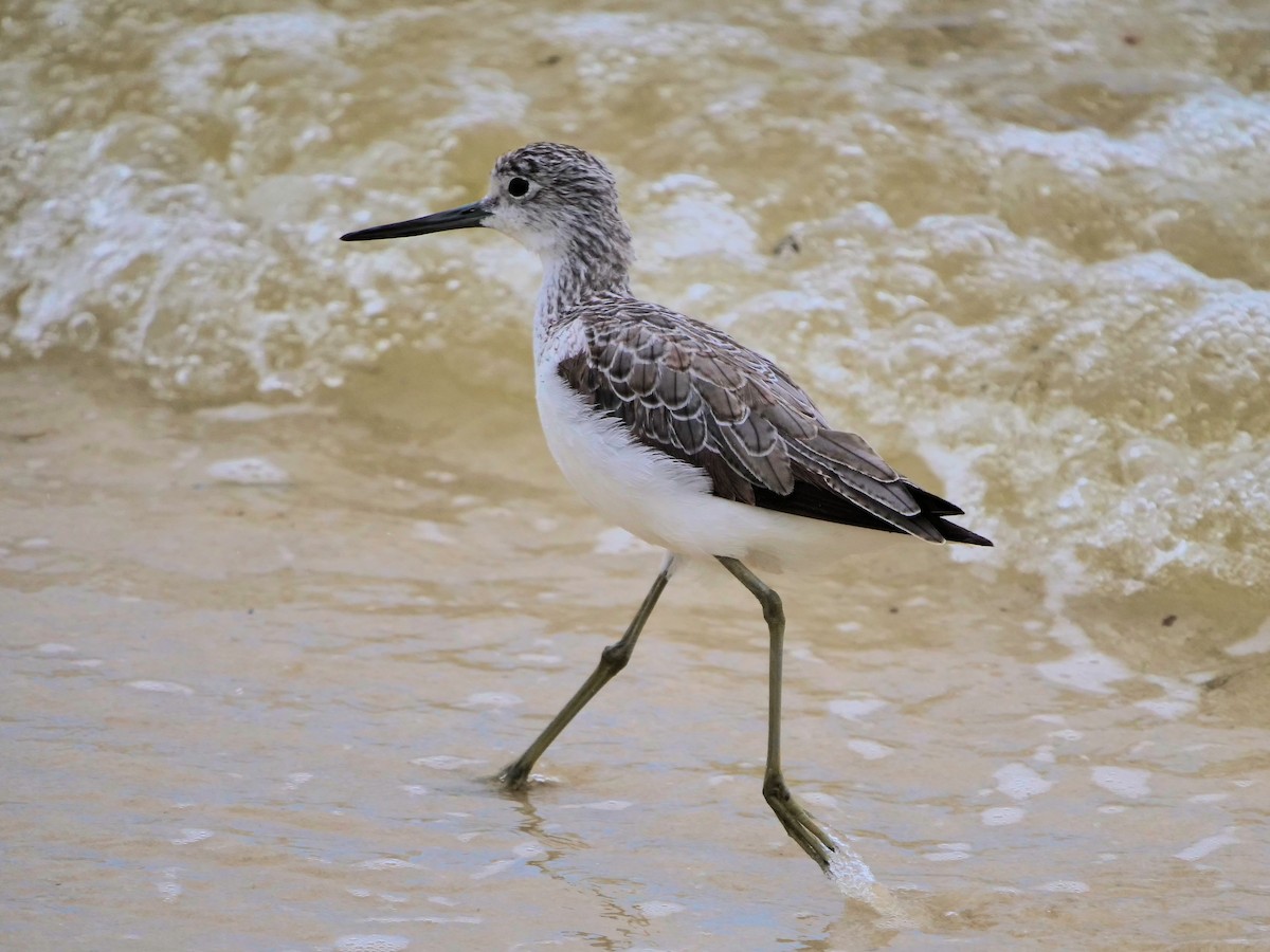 Common Greenshank - ML624215124