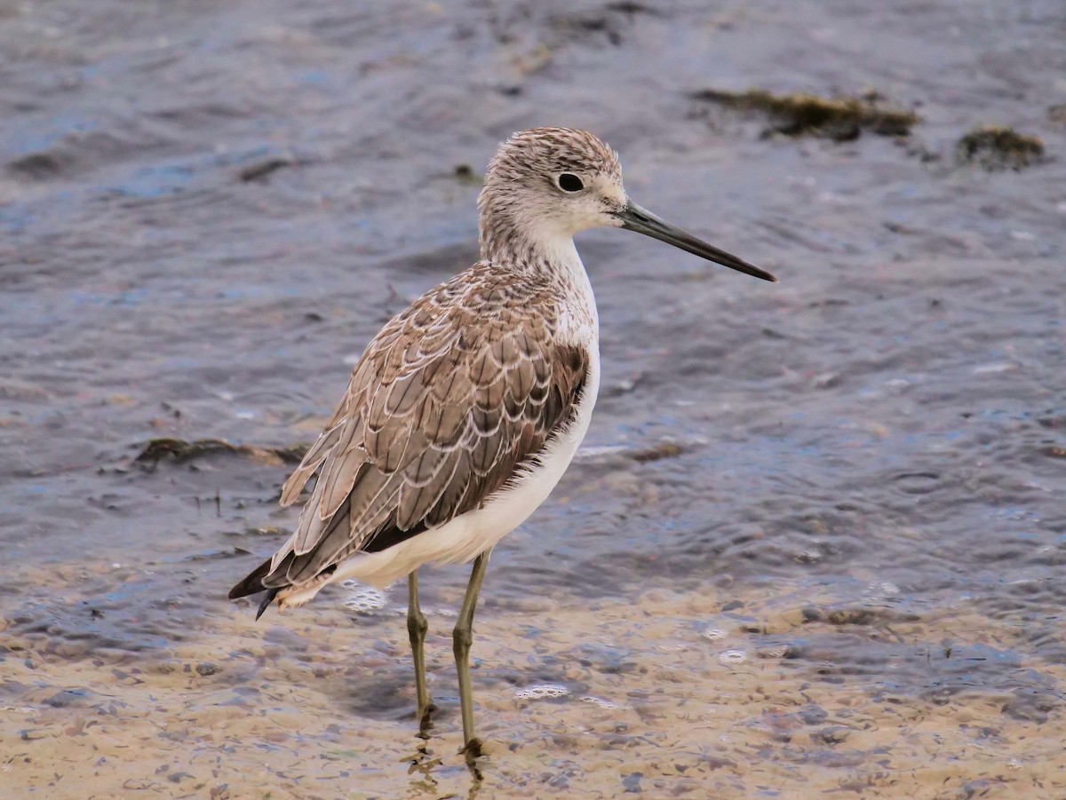 Common Greenshank - ML624215125