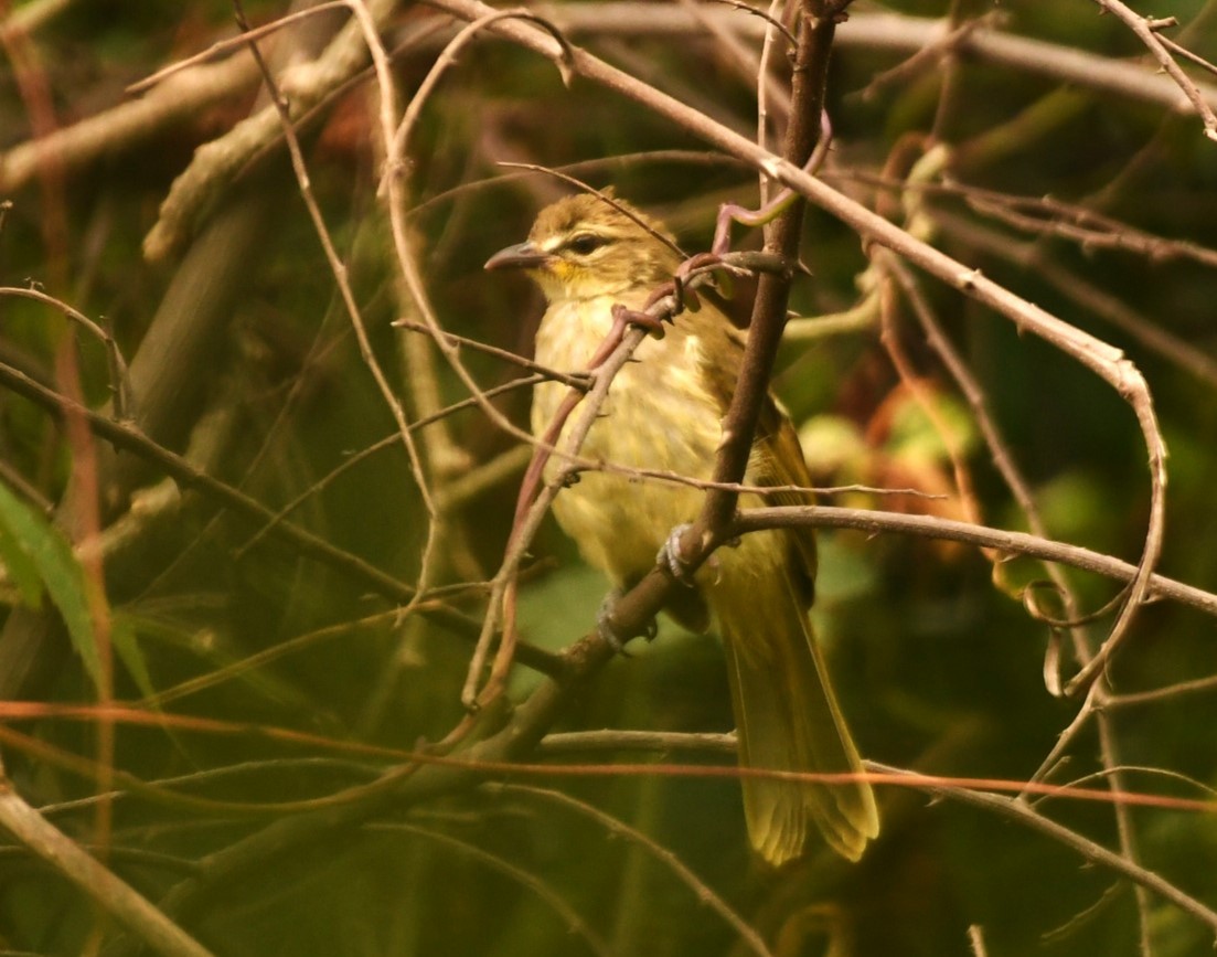 White-browed Bulbul - ML624215136