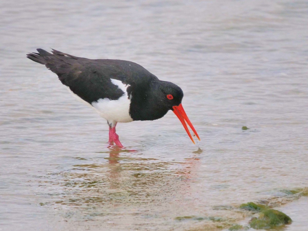 Pied Oystercatcher - ML624215137