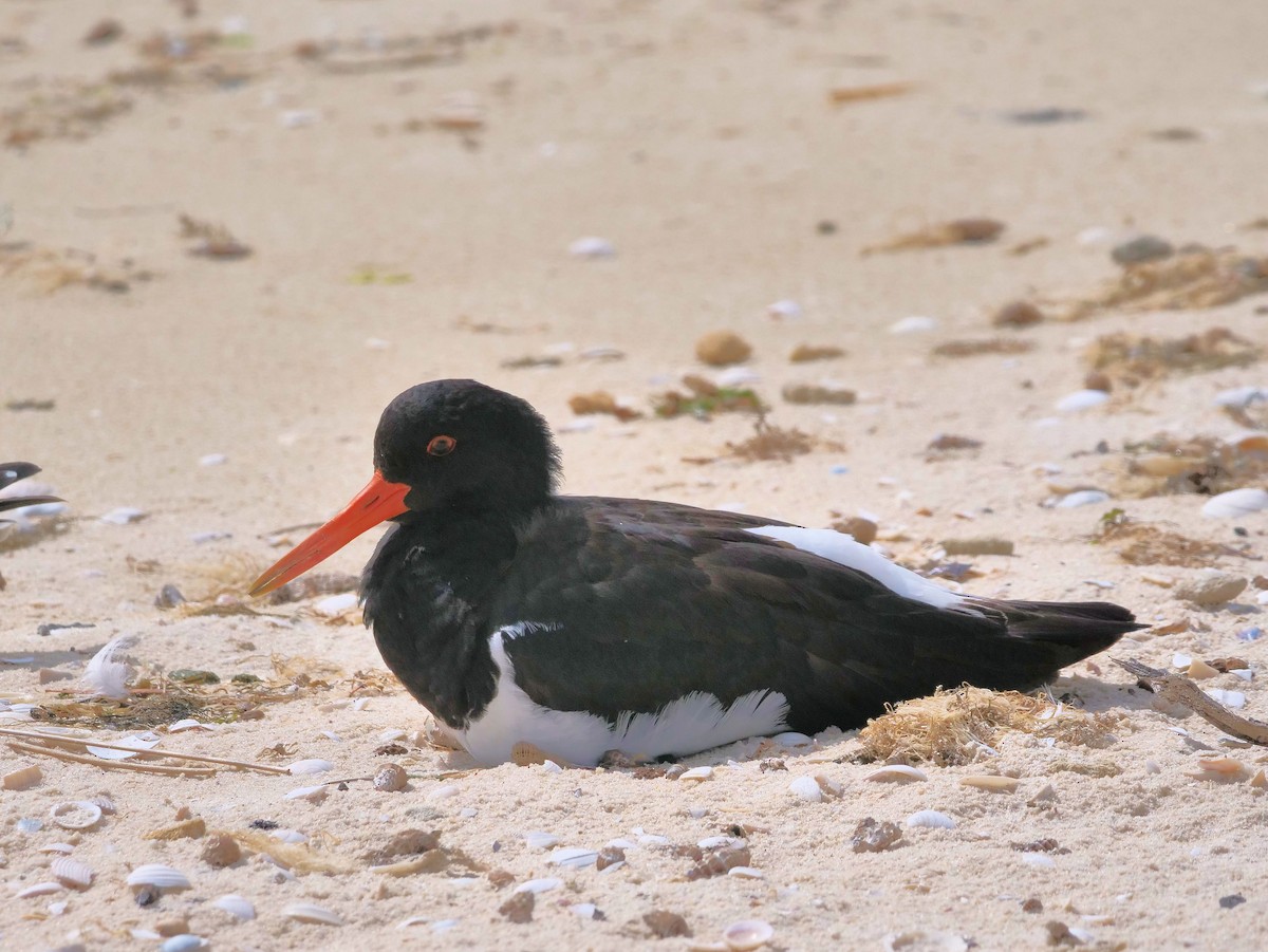 Pied Oystercatcher - ML624215138