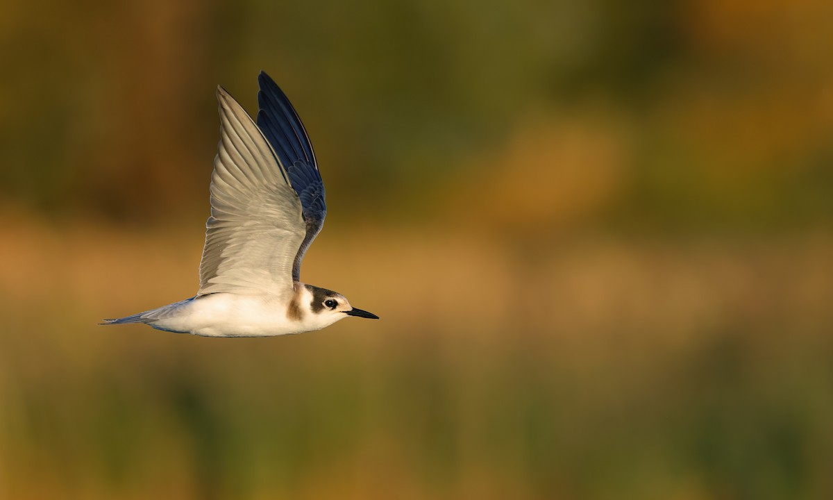 Black Tern (Eurasian) - Kit Day