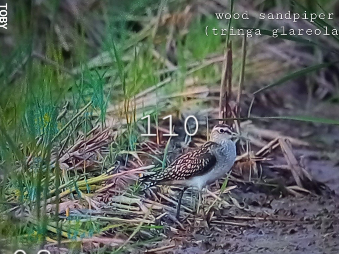 Wood Sandpiper - ML624215142