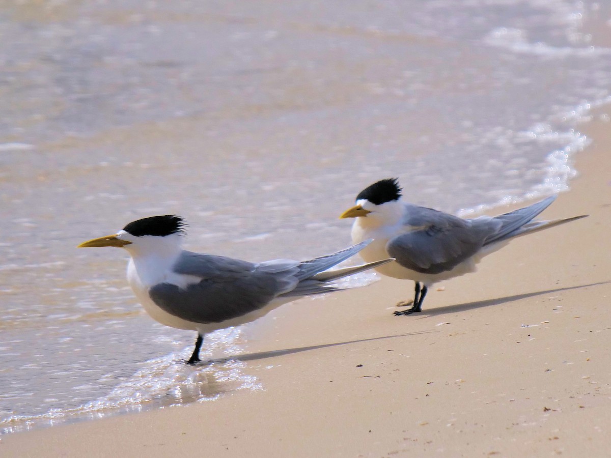 Great Crested Tern - ML624215143