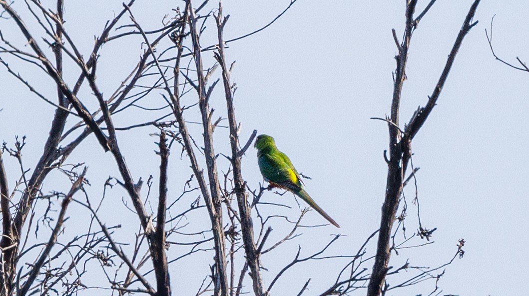 Red-capped Parrot - ML624215150