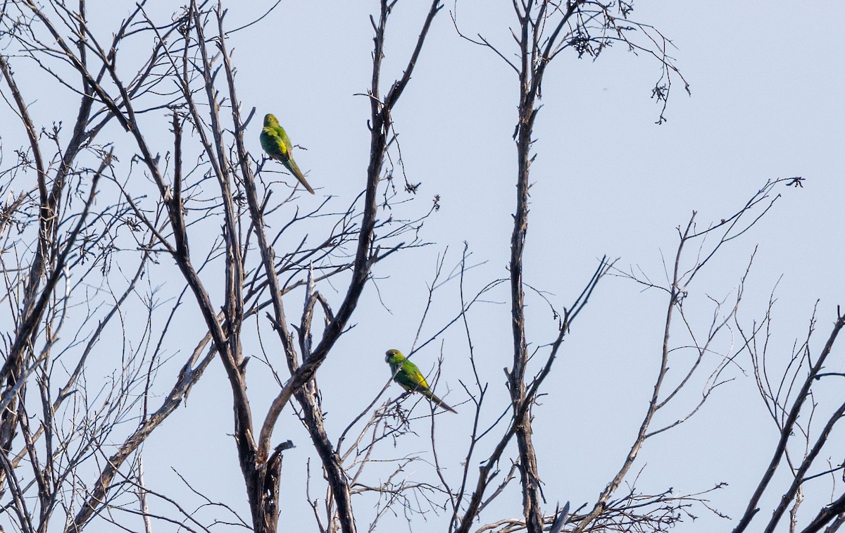 Red-capped Parrot - ML624215153