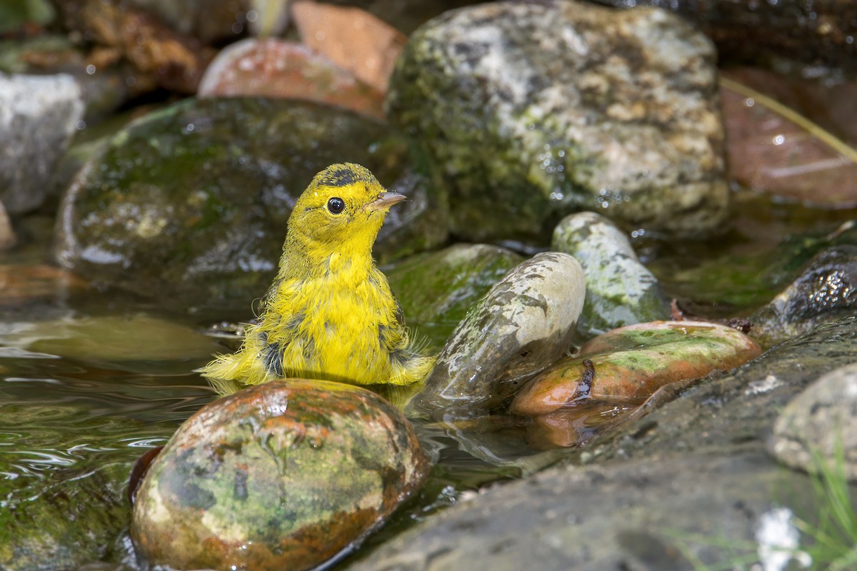 Wilson's Warbler - ML624215181