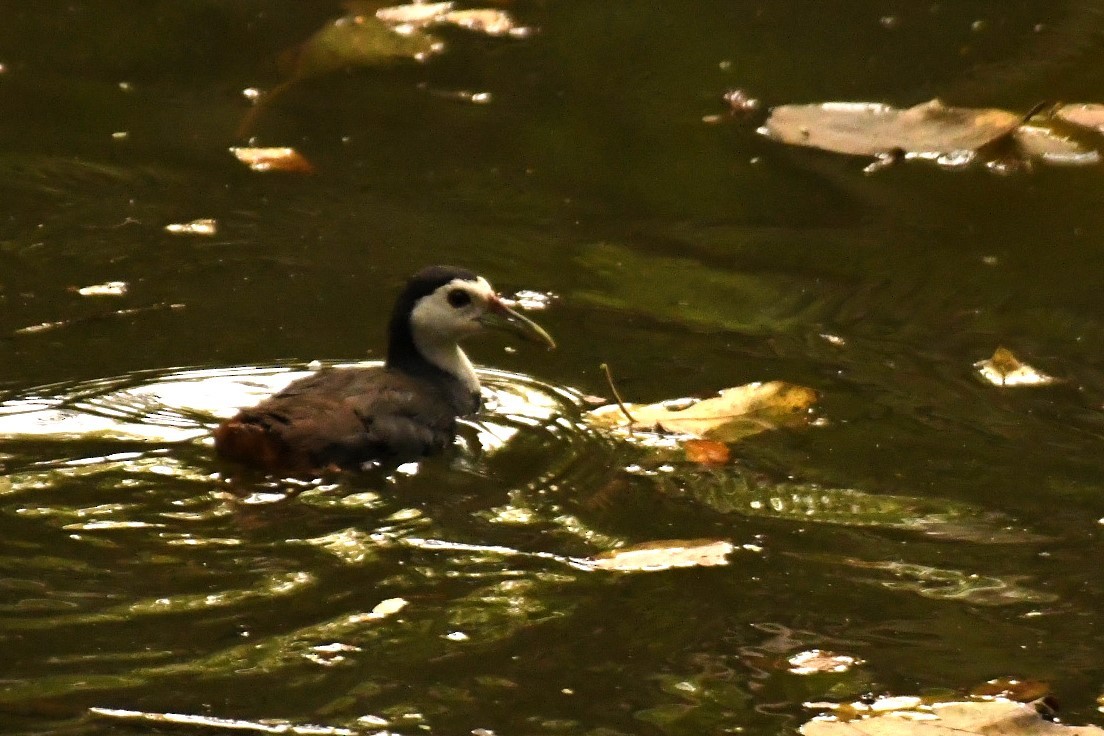 White-breasted Waterhen - ML624215182