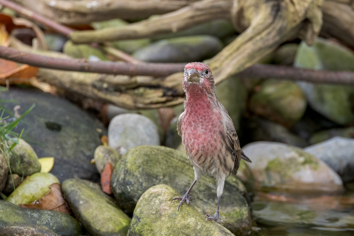 House Finch - ML624215185