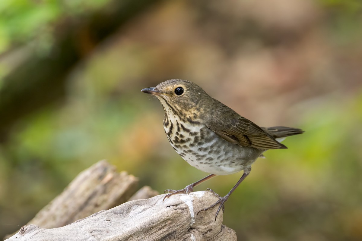 Swainson's Thrush - ML624215199