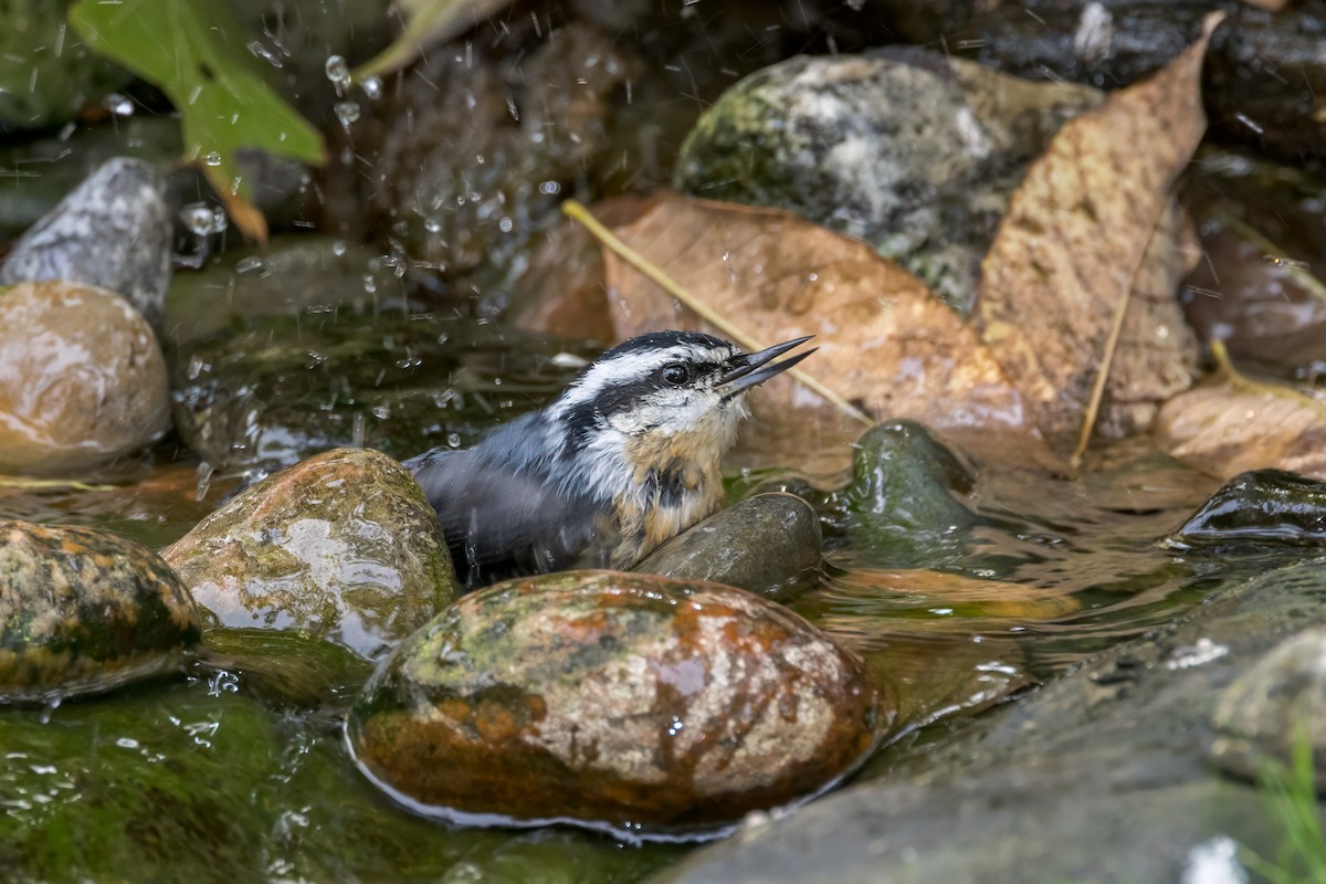 Red-breasted Nuthatch - ML624215217