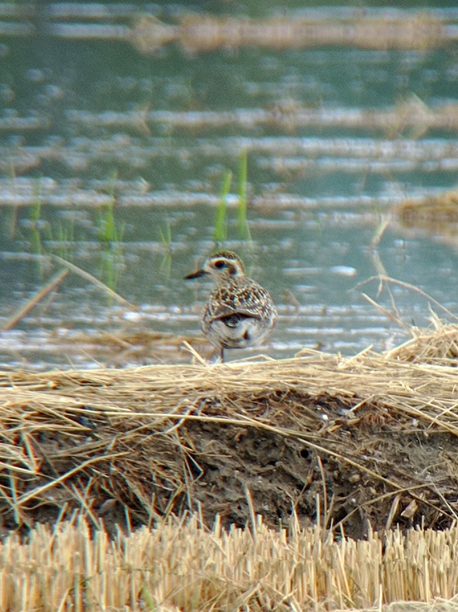 Pacific Golden-Plover - Arnau Pedrocchi