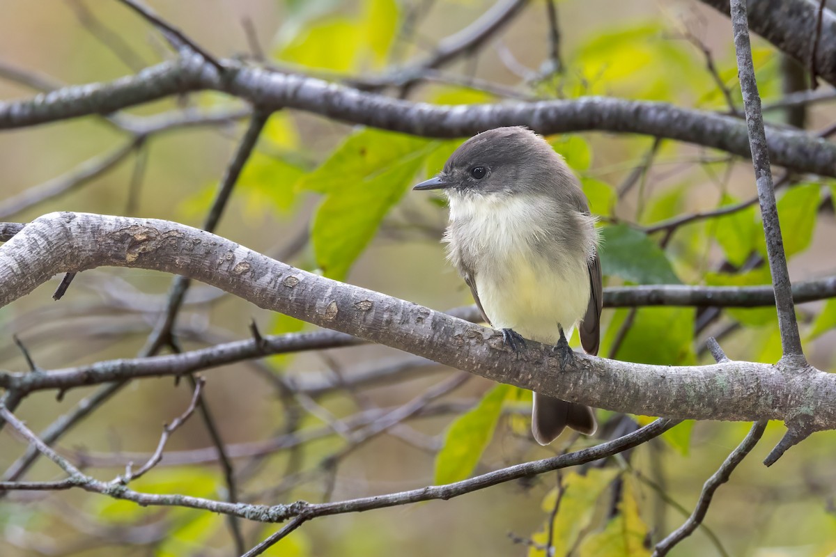 Eastern Phoebe - ML624215219