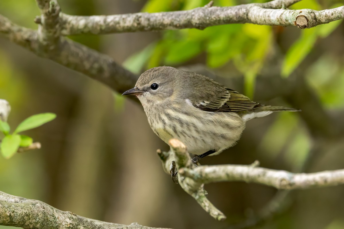 Cape May Warbler - ML624215224