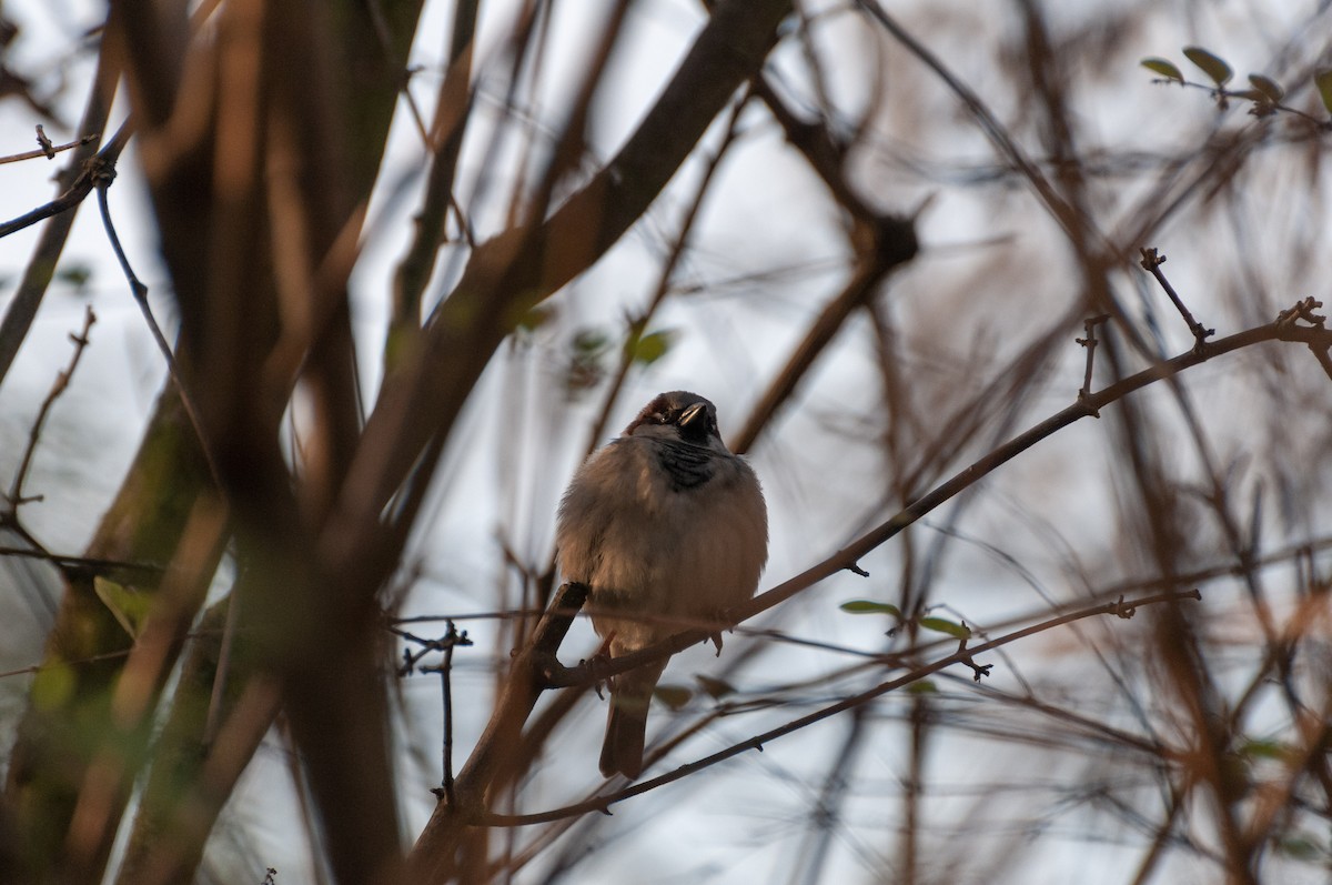 House Sparrow - ML624215226