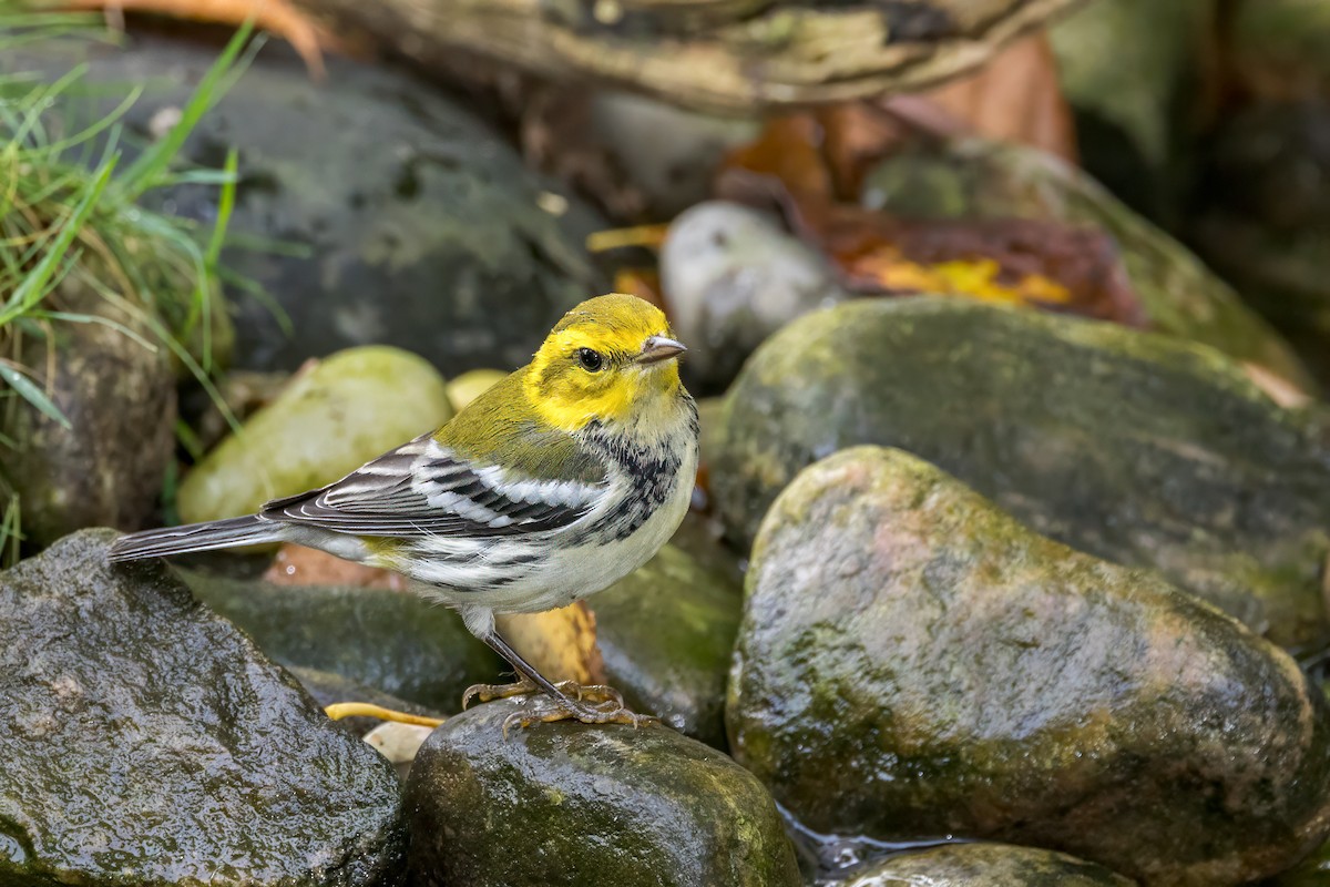 Black-throated Green Warbler - ML624215227