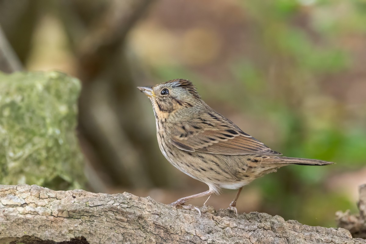 Lincoln's Sparrow - ML624215229