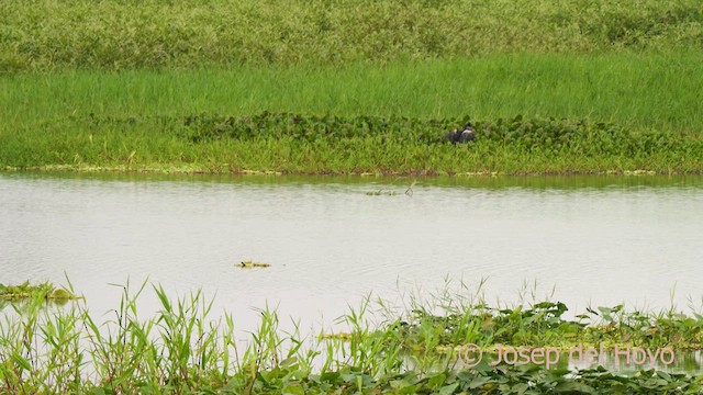 Horned Screamer - ML624215230