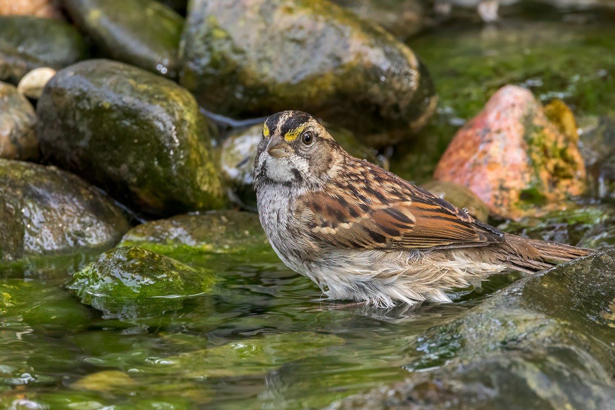 White-throated Sparrow - ML624215231