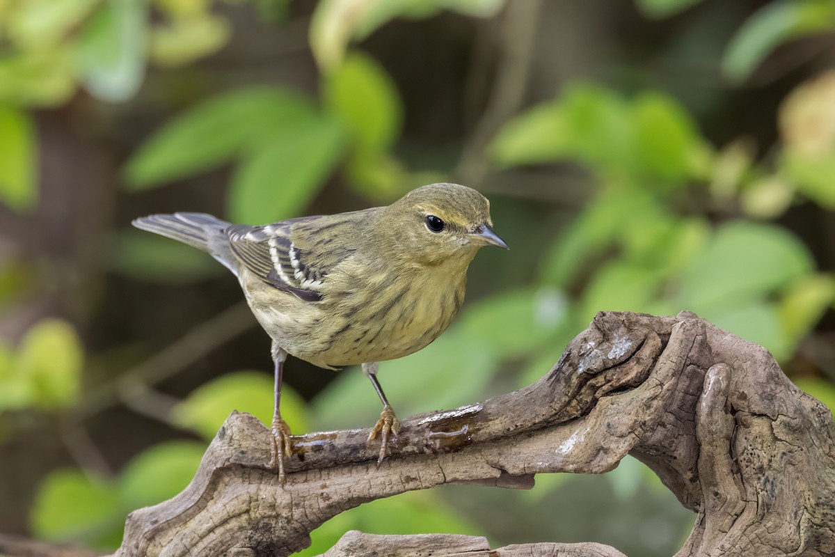 Blackpoll Warbler - Ric mcarthur