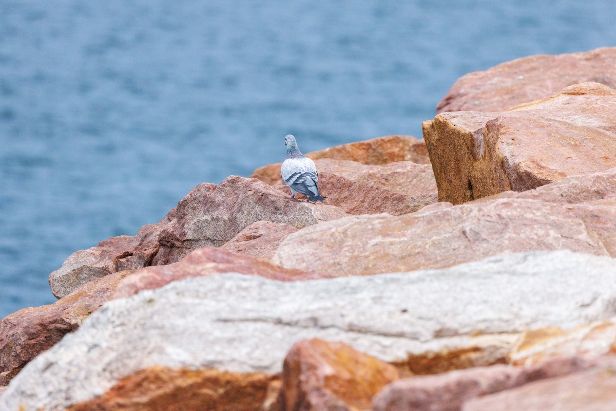 Rock Pigeon (Feral Pigeon) - ML624215240