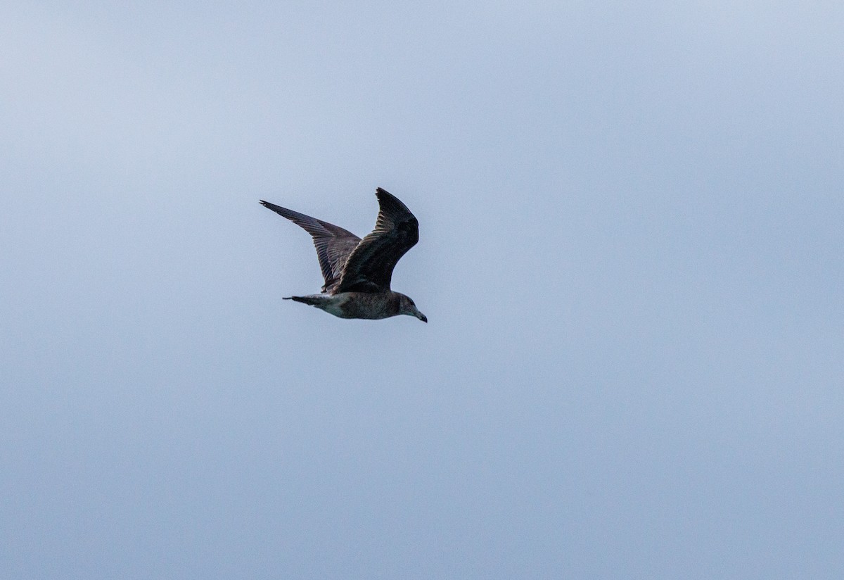 Pacific Gull - ML624215241