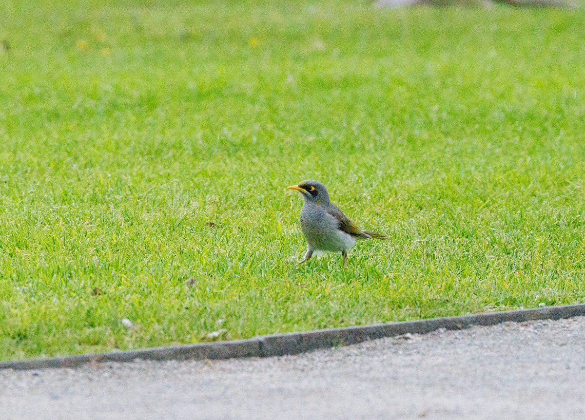 Yellow-throated Miner - ML624215243