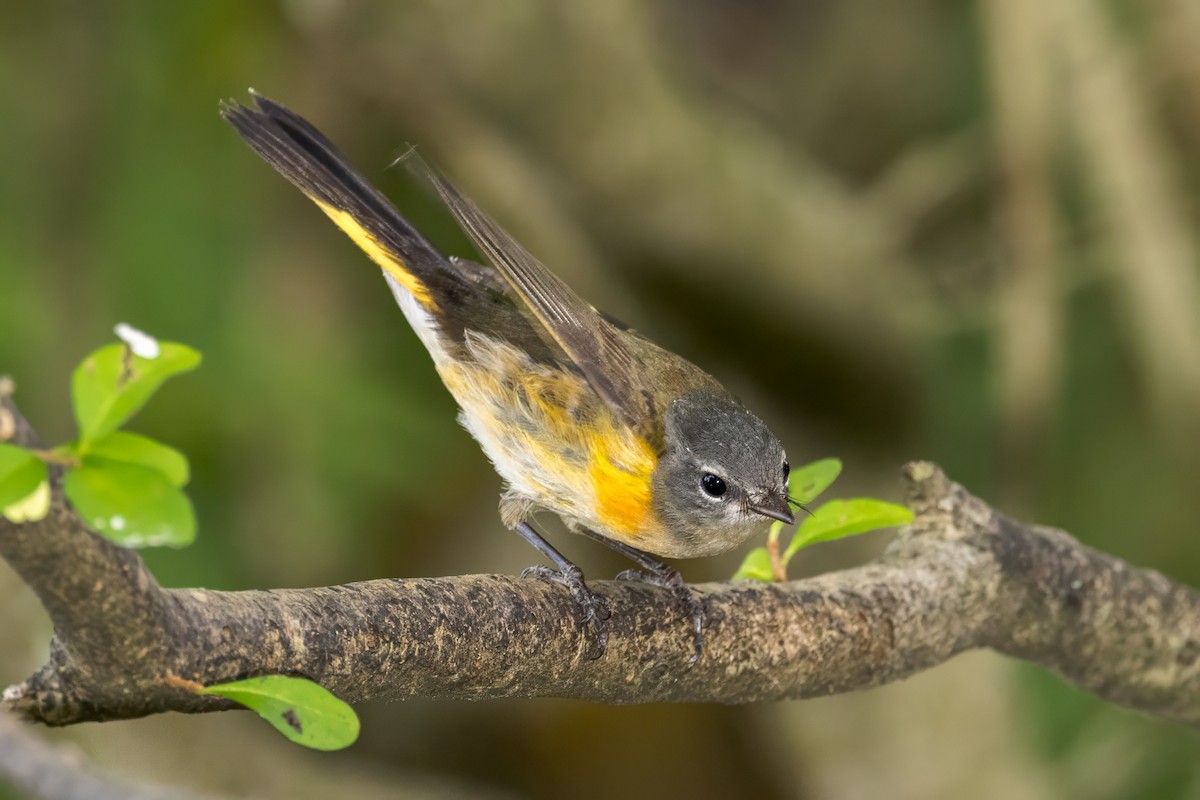 American Redstart - ML624215245