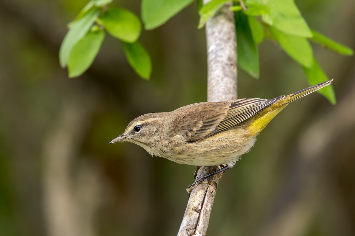 Palm Warbler - ML624215250