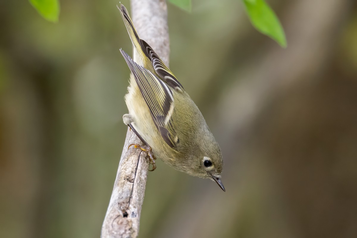 Ruby-crowned Kinglet - ML624215256