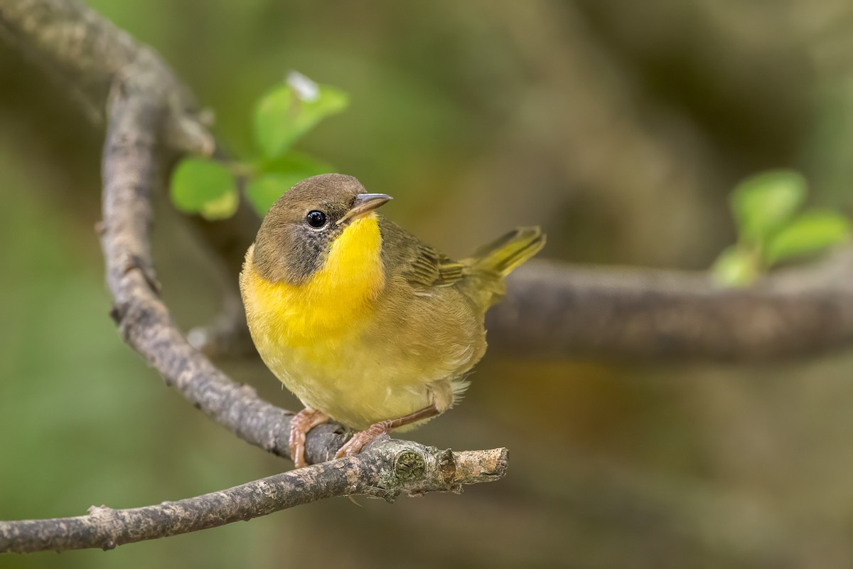 Common Yellowthroat - ML624215261