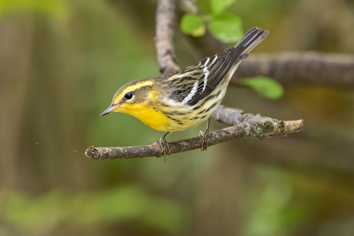 Blackburnian Warbler - ML624215264