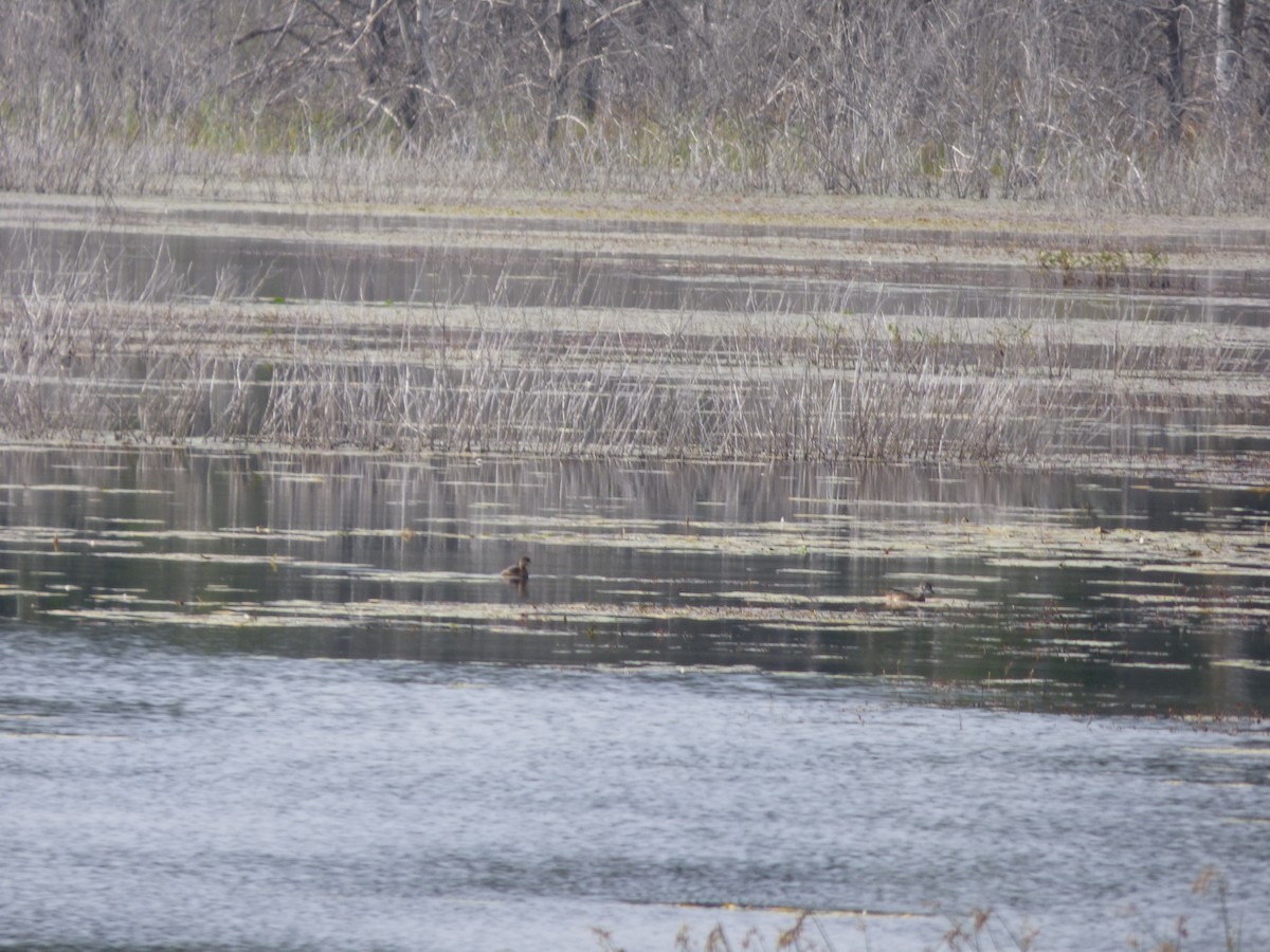 Pied-billed Grebe - ML624215267