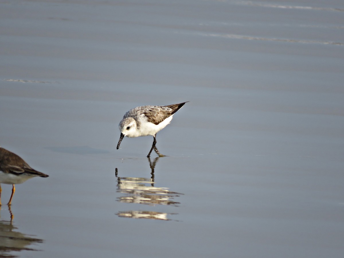 Bécasseau sanderling - ML624215293