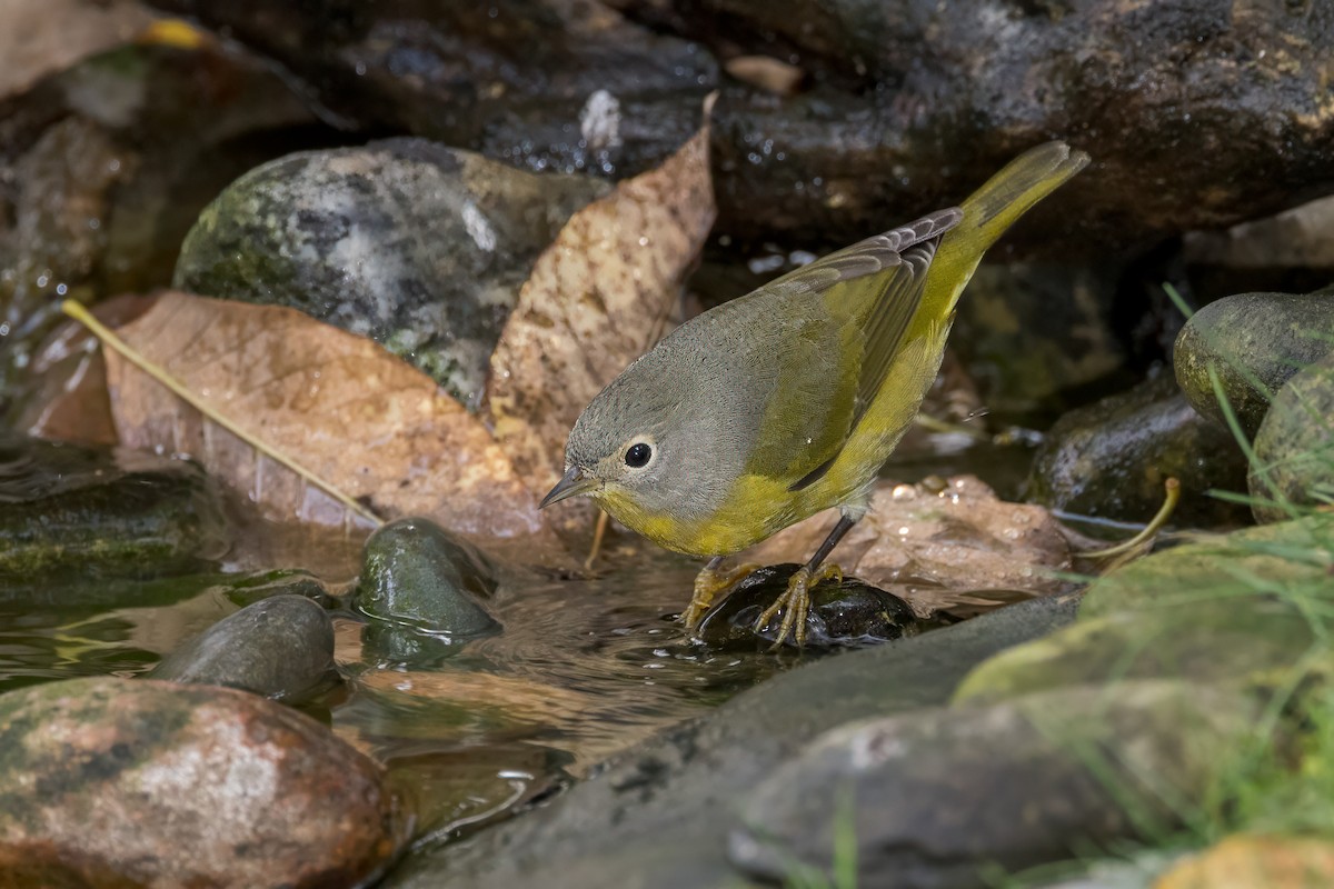 Nashville Warbler - ML624215294