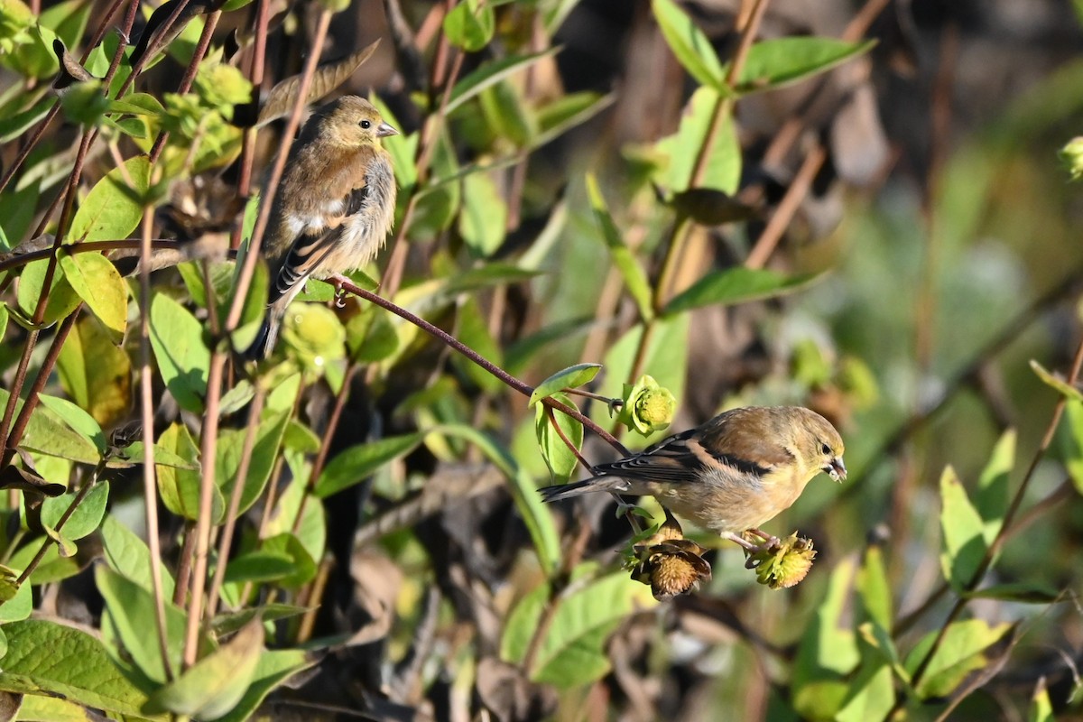 American Goldfinch - ML624215295