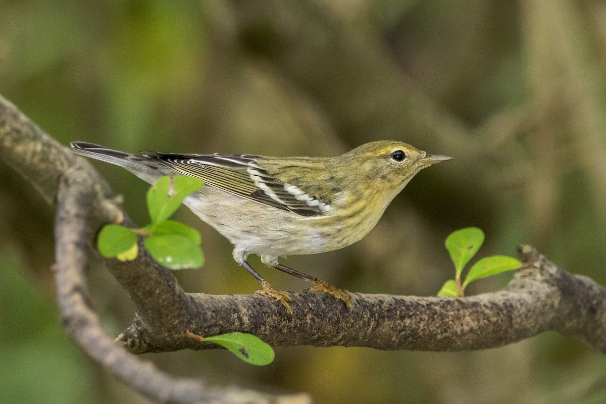 Blackpoll Warbler - Ric mcarthur